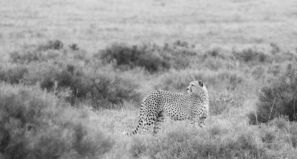 <h2>The Best of South Africa Escorted 2016</h2>13 Nights, 3 on Safari at Shamwari Game Preserve | 5 Rounds | March 2 – 16