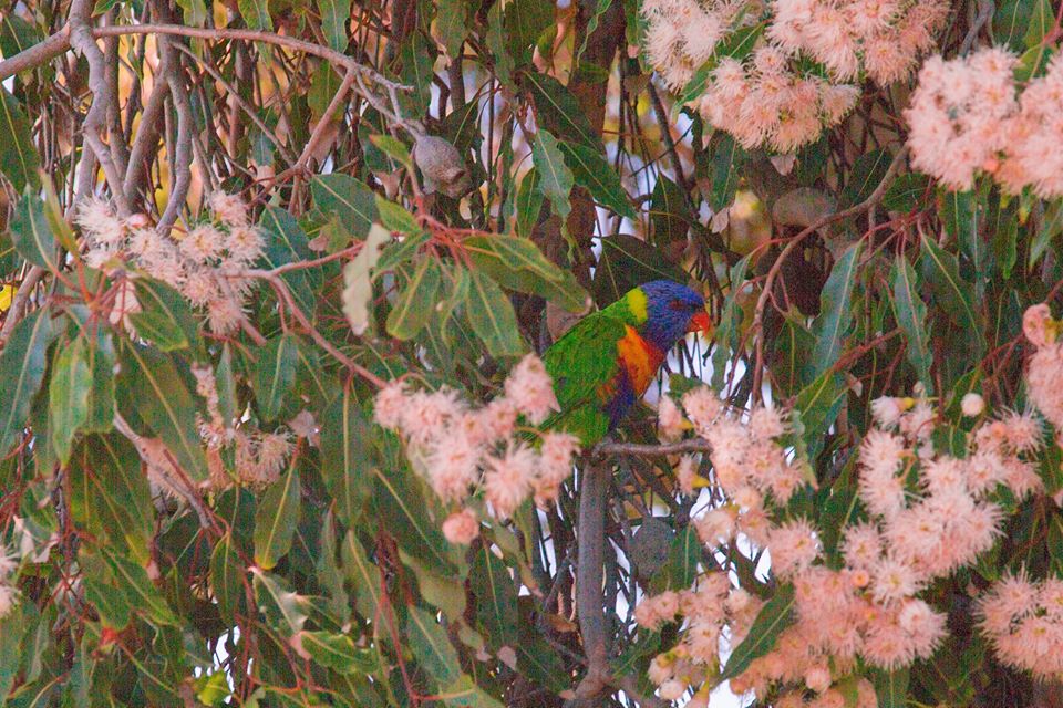 <h2>The Best Golf of Australia Escorted 2017</h2>8 Nights including Sydney, Melbourne & Tasmania | 8 Rounds | February 19 - 27