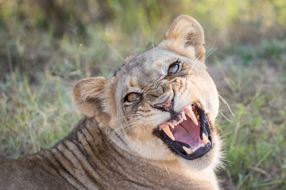 <h2>The Best of South Africa 2017</h2>14 Nights, 4 on Safari | 5 Rounds | Wine Tours & Sightseeing | November 3 – 17