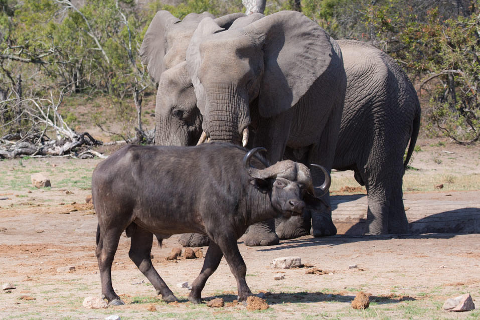 <h2>The Best of South Africa Escorted 2018</h2>Golf, Kruger Safari, Cape Town, the Winelands & Garden Route