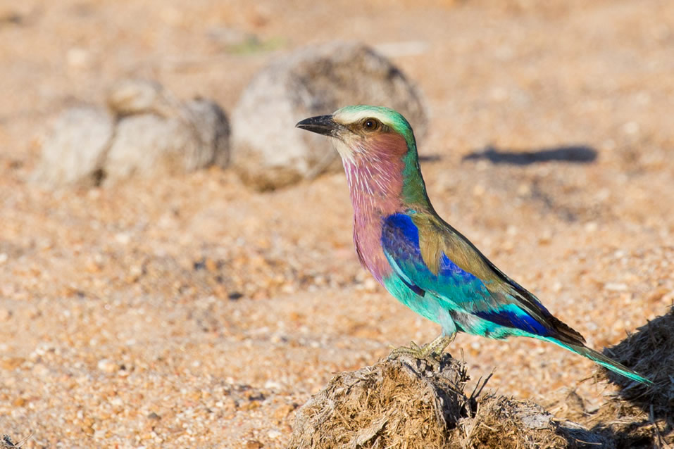 <h2>The Best of South Africa Escorted 2018</h2>Golf, Kruger Safari, Cape Town, the Winelands & Garden Route