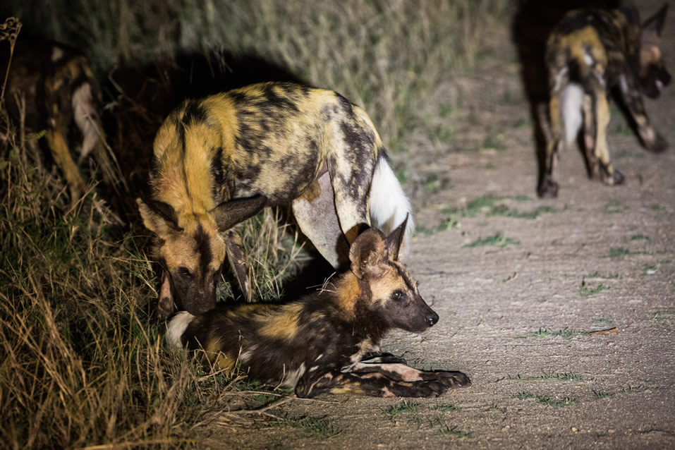 <h2>The Best of South Africa Escorted 2018</h2>Golf, Kruger Safari, Cape Town, the Winelands & Garden Route